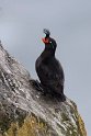 Crested Auklet.20120622_3332