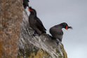 Crested Auklet.20120622_3340