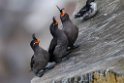 Crested Auklet.20120622_3353