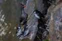 Crested Auklet.20120622_3390