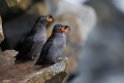 Crested Auklet.20120624_4126