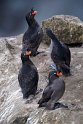 Crested Auklet.20120624_4165