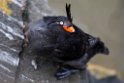 Crested Auklet.20120624_4188