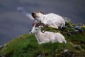 Dall sheap.20120618_2614