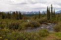 Denali Hwy.20120618_2774