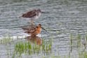 Dowitcher.20120627_4323