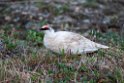 Fjeldrype.20120610_0936