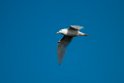 Glaucous Gull.20120613_2117