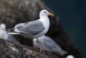 Glaucous-winged gull.20120628_4633
