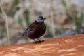 Grey-crowned Rosy-Finch.20120624_4053