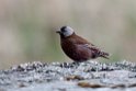Grey-crowned Rosy-Finch.20120624_4066