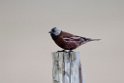 Grey-crowned Rosy-Finch.20120624_4082