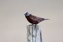 Grey-crowned Rosy-Finch.20120624_4086