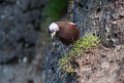 Grey-crowned Rosy-finch.20120622_3401
