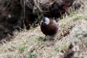 Grey-crowned Rosy-finch.20120622_3569