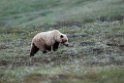 Grizzly.20120618_2636