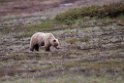Grizzly.20120618_2649