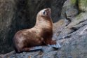 Habour Seal..20120628_4666