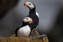 Horned Puffin.20120621_3049