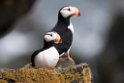 Horned Puffin.20120621_3053