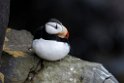 Horned Puffin.20120624_4173