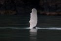 Humback Whale.20120628_4575