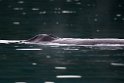 Humback whale.20120628_4527