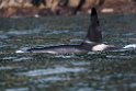 Killer whale.20120628_4657