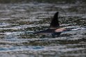 Killer whale.20120628_4664