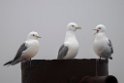 Kittiwakes.20120627_4462