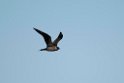 Kjove.20120615_2487
