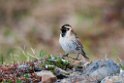 Laplandsværling.20120610_1023
