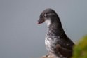 Least Auklet.20120622_3261