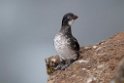 Least Auklet.20120622_3269