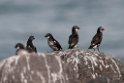Least Auklet.20120622_3432