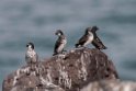 Least Auklet.20120622_3442