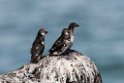 Least Auklet.20120622_3448