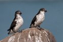 Least Auklet.20120622_3457