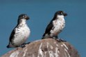 Least Auklet.20120622_3475