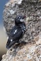 Least Auklet.20120622_3500