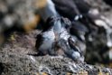 Least Auklet.20120623_3908