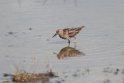 Least Sandpiper.20120630_5088