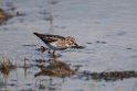 Least Sandpiper.20120630_5134
