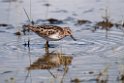 Least Sandpiper.20120630_5138