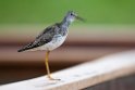 Lesser Yellowlegs.20120627_4241