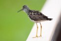Lesser Yellowlegs.20120627_4299
