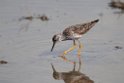 Lesser Yellowlegs.20120630_5032