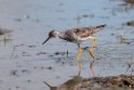 Lesser Yellowlegs.20120630_5081