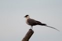 Lille kjove.20120610_1044