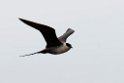 Lille kjove.20120610_1066